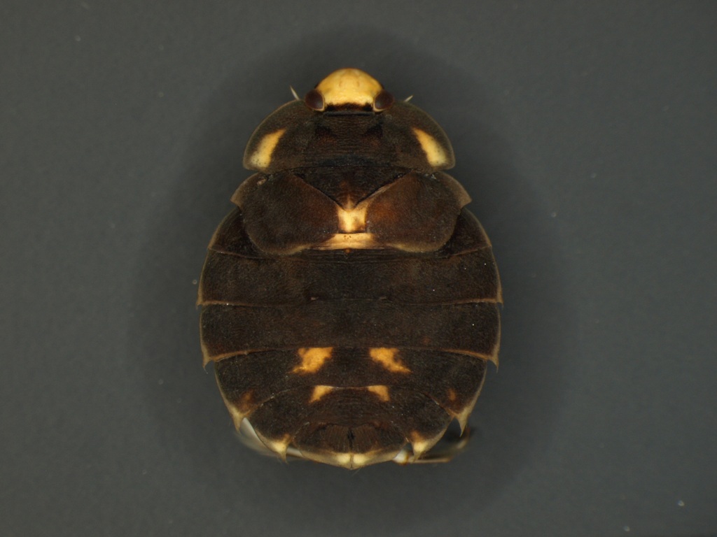 Aphelocheirus aestivalis